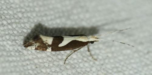 Eidophasia syenitella